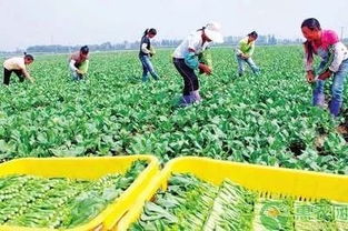 國辦發文助力貧困農戶 消費扶貧促增收，鄉村振興正當時